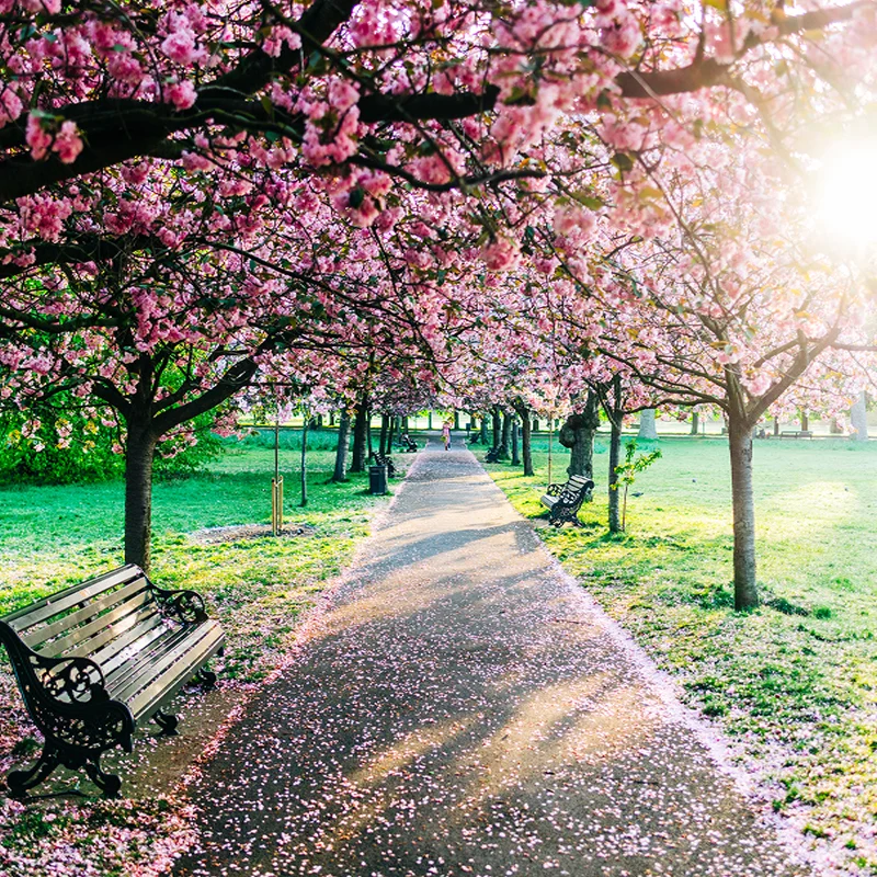 Cherry Blossoms